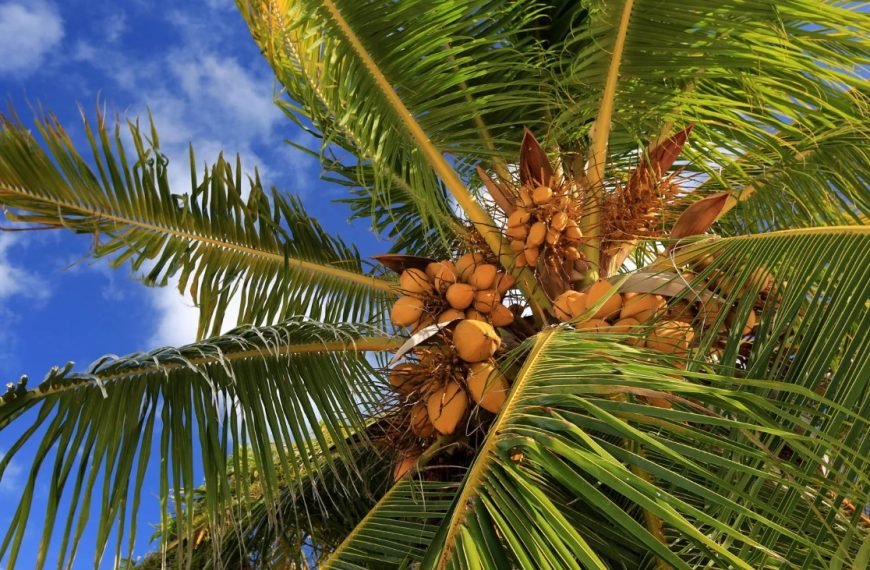 coconut tree