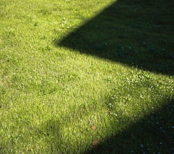 How to Fix the Top 10 Lawn Problems