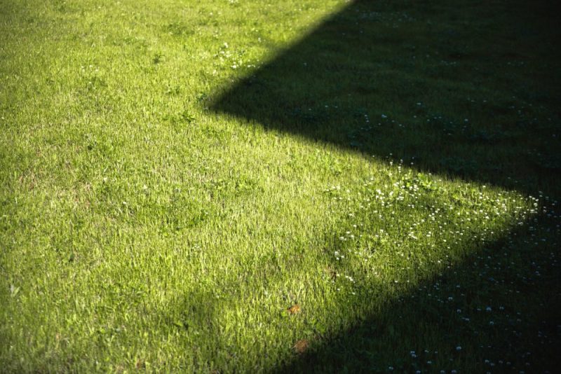 How to Fix the Top 10 Lawn Problems